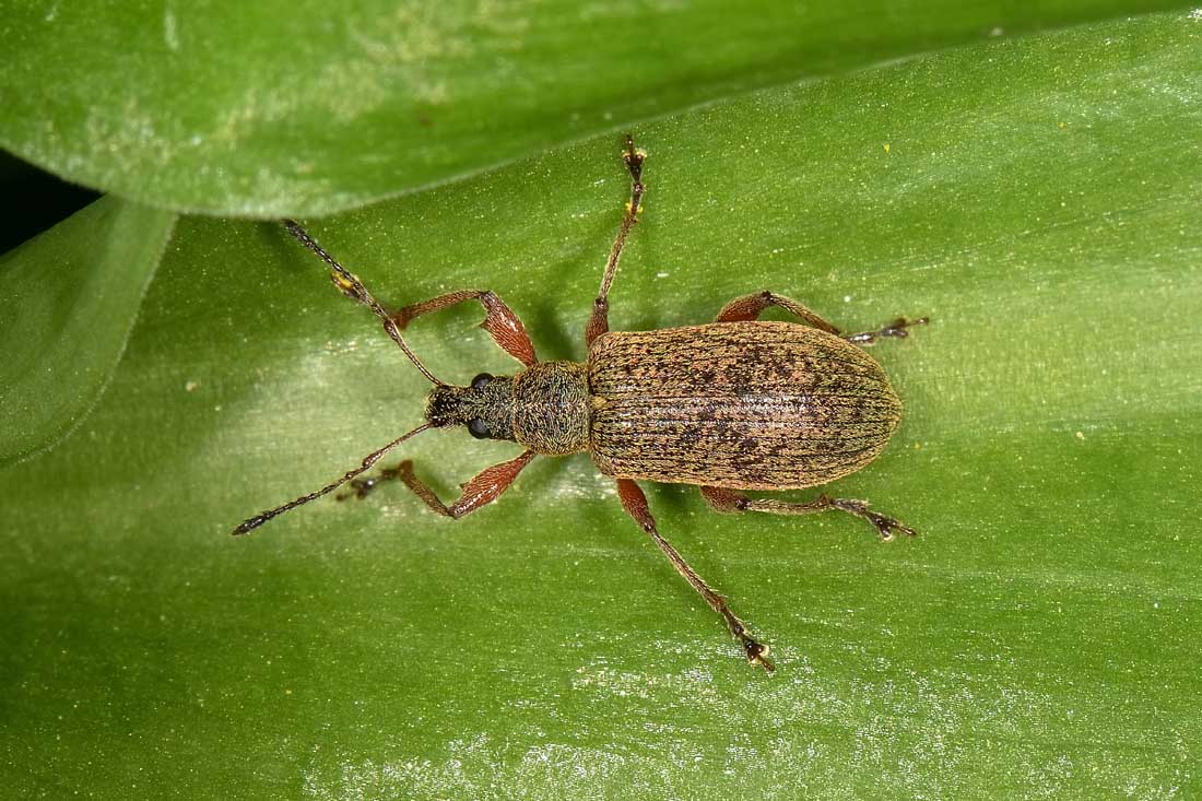 Curculionidae: Phyllobius glaucus?  S !